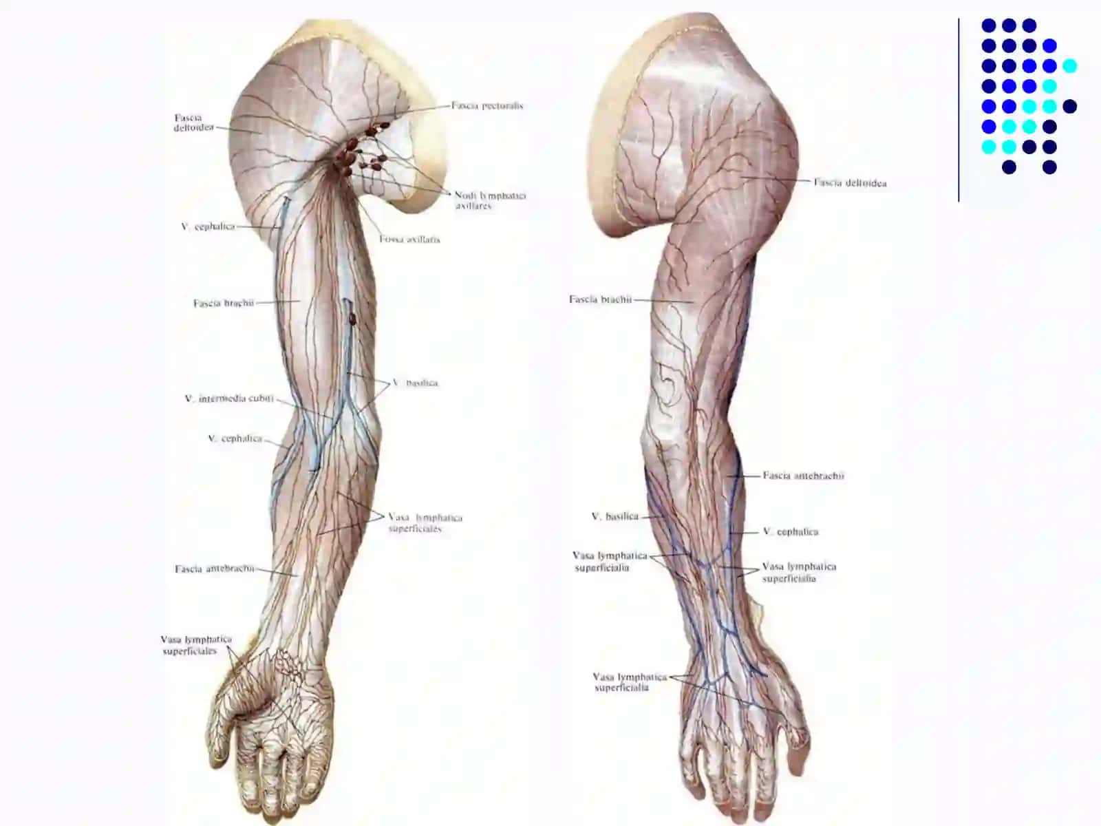 Clinical anatomy of the upper limb 2