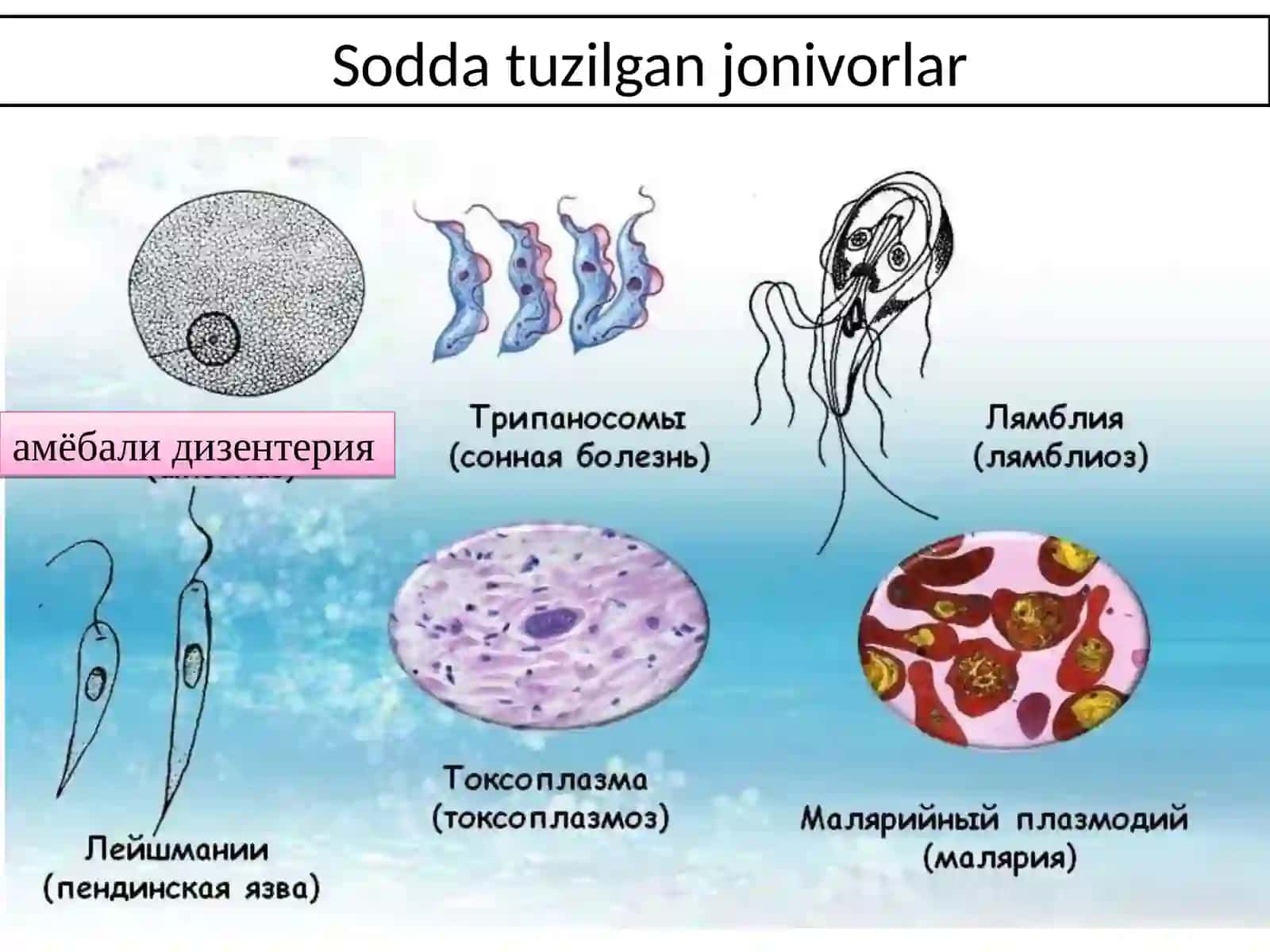 Протозооларга қарши моддалар 2