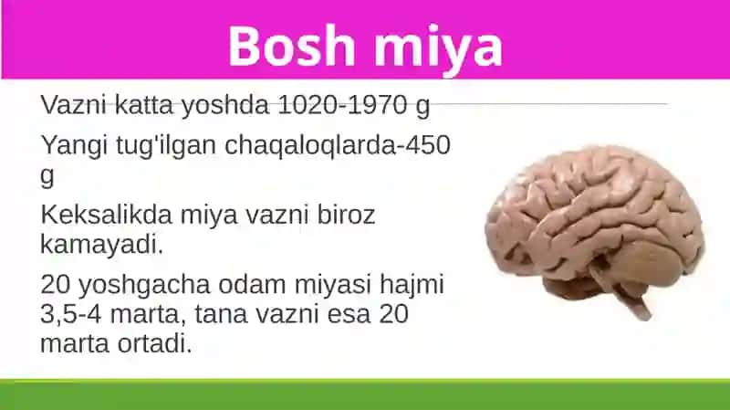 Boshmiyaning tuzilishi va funksiyasi 2