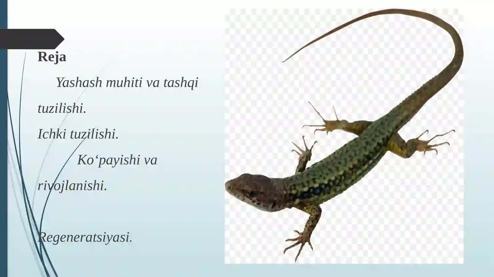 SUDRALIB YURUVCHILAR SINFI 2
