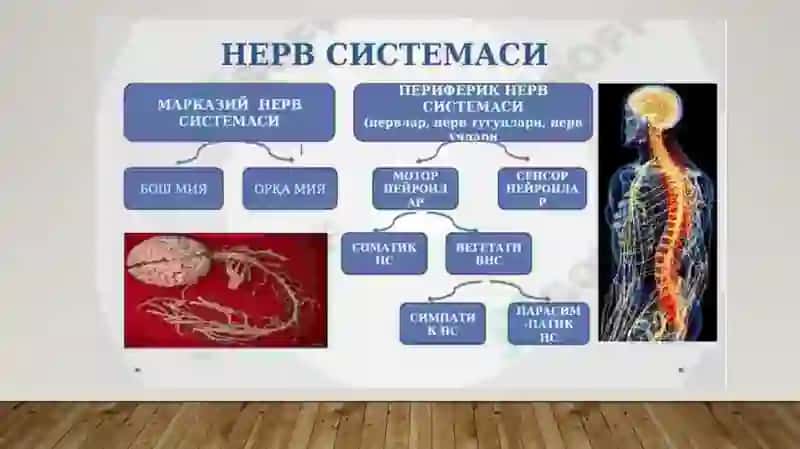 Nerv sistema aktivligi 2