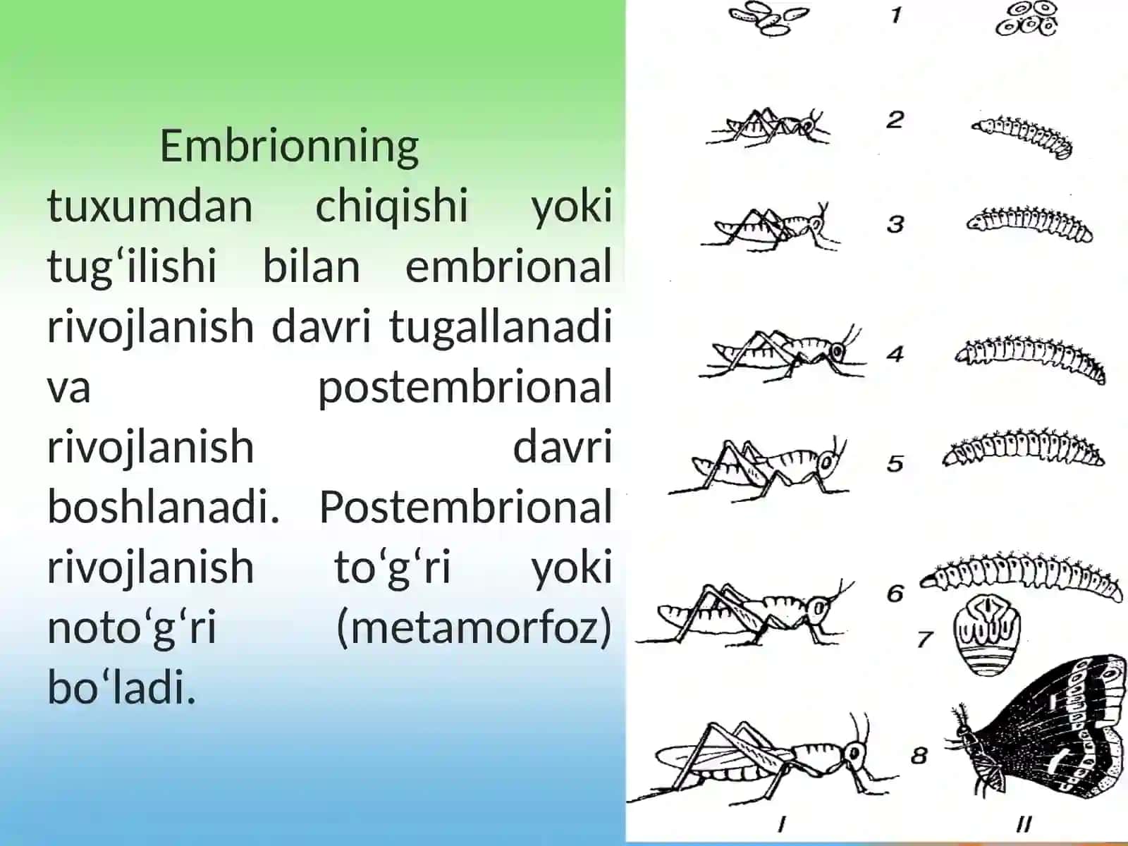 Postembrional rivojlanish 2