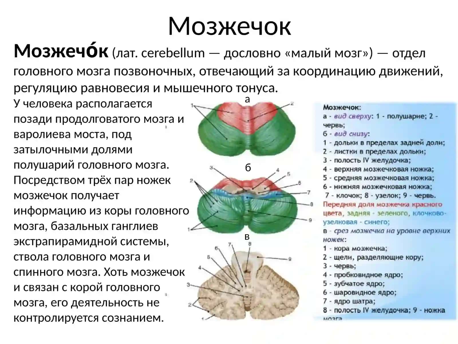 Мозжечок 2