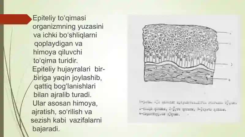 ko'p qavatli muguzlanmaydigan yassi epiteliy qavatlari 2