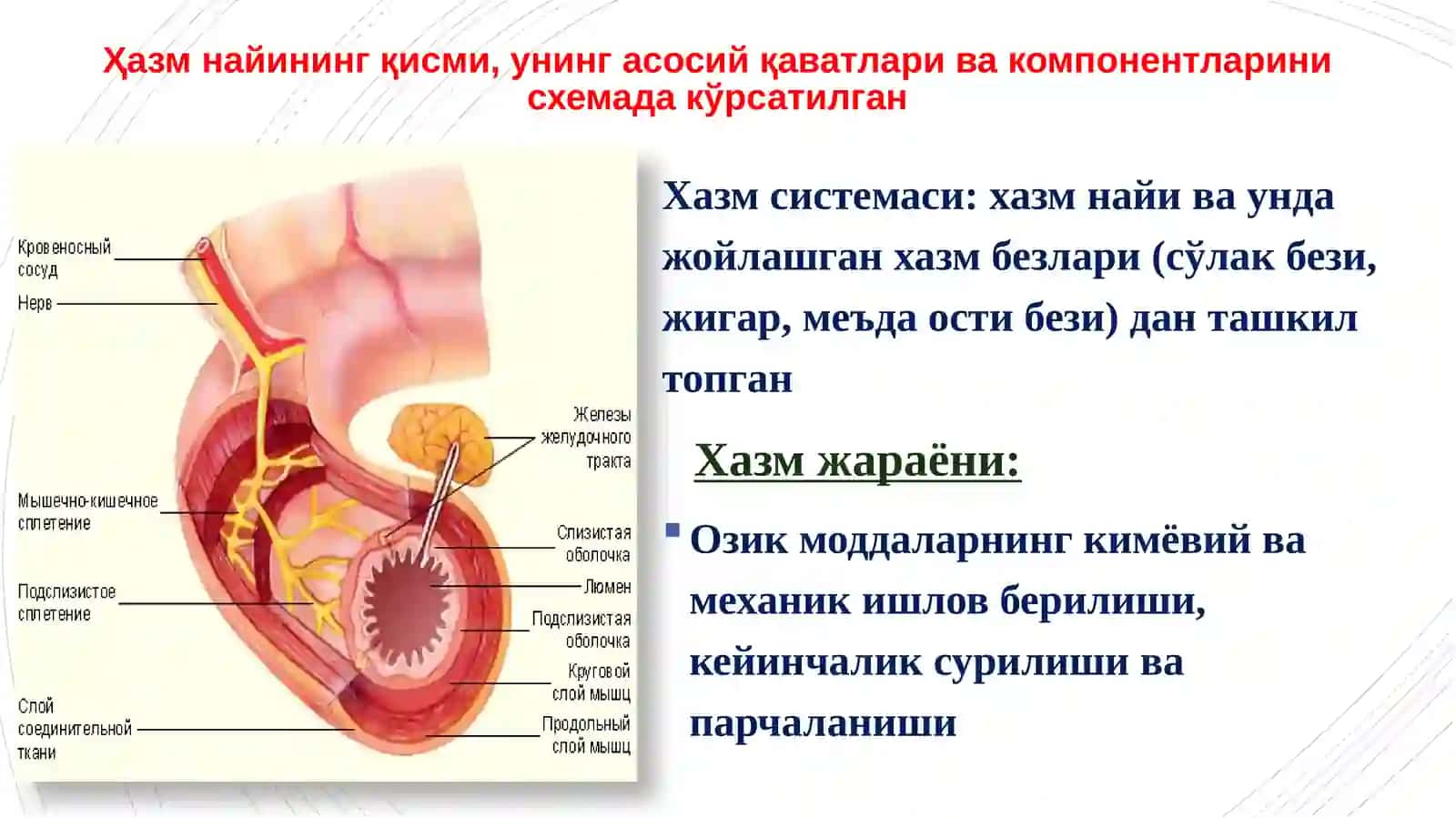 Қизилўнгач, меъда ва ичаклар 2