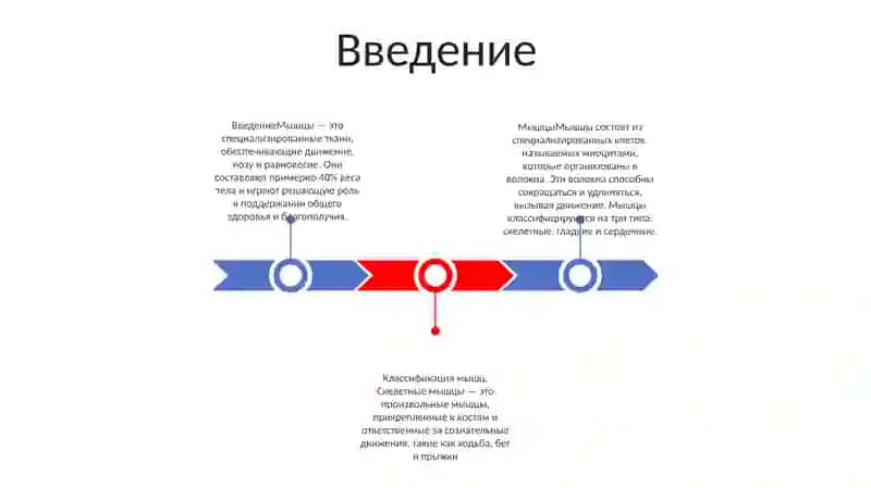 Мышцы 2