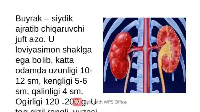 Buyraklar faoliyatining boshqarilishi 2