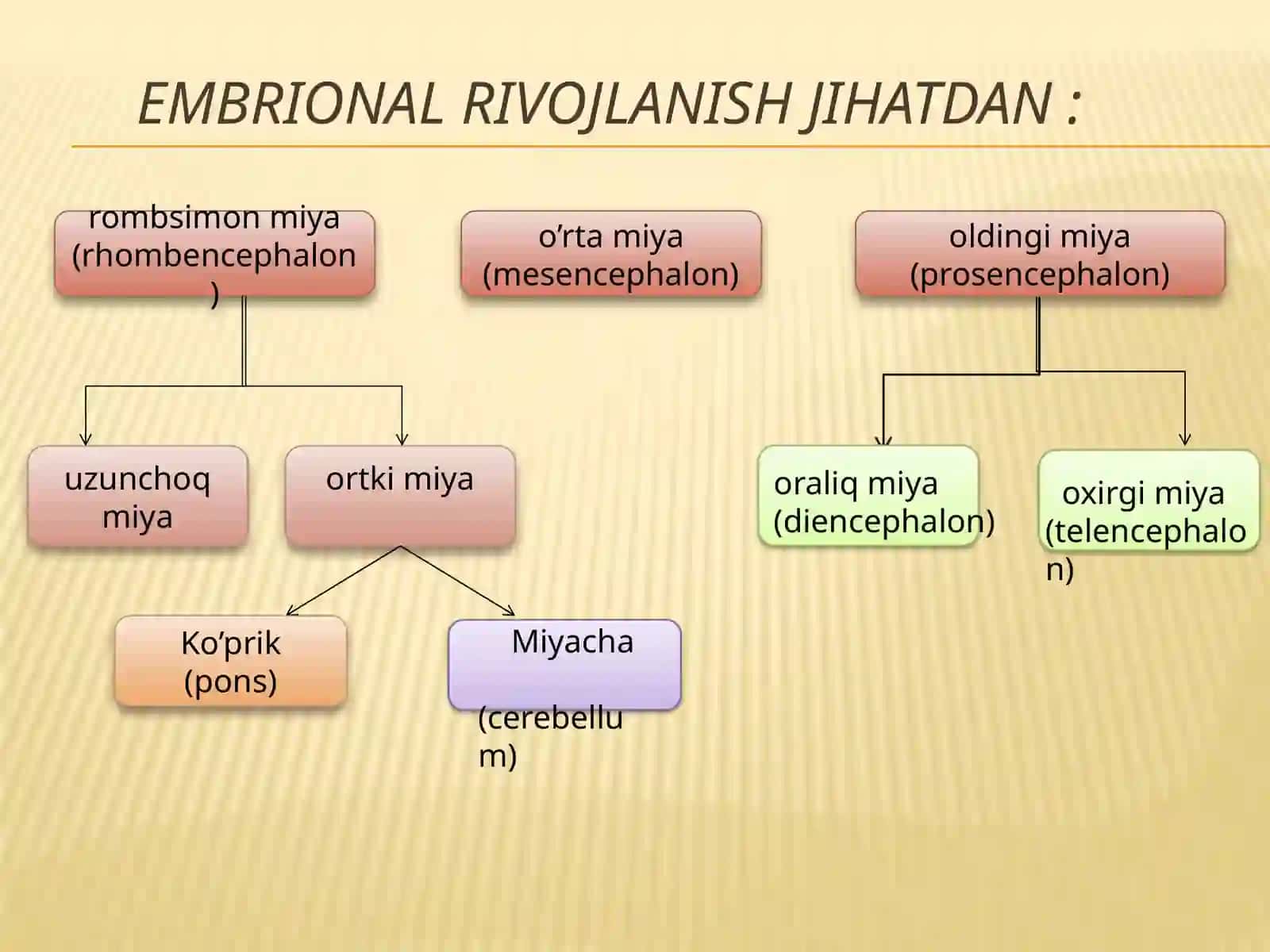 UZUNCHOQ MIYA 2