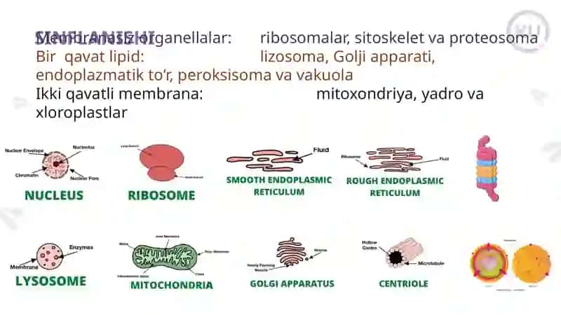 Organoidlar: Endoplazmatik to'r Golji apparati 2