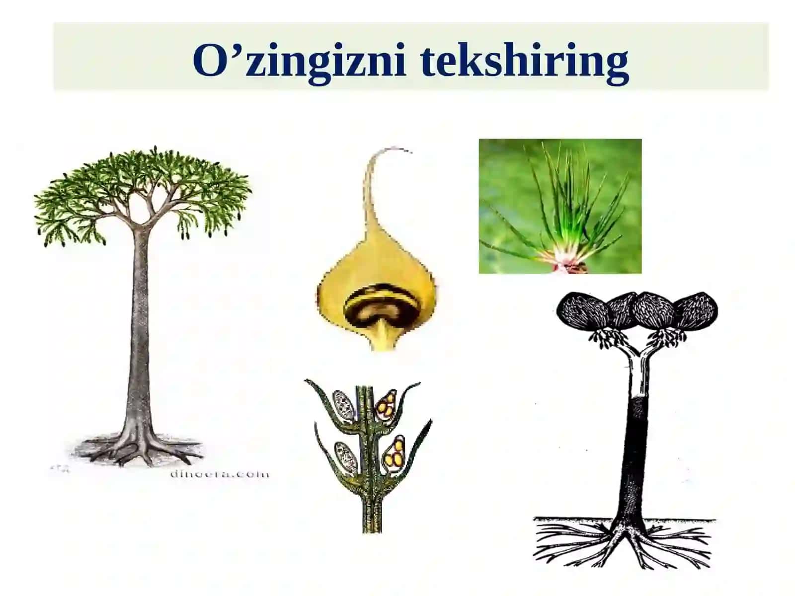 O’tilgan mavzu bo’yicha savollar 2