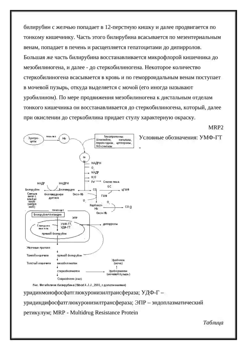Потофизиология печени виды желтух 2