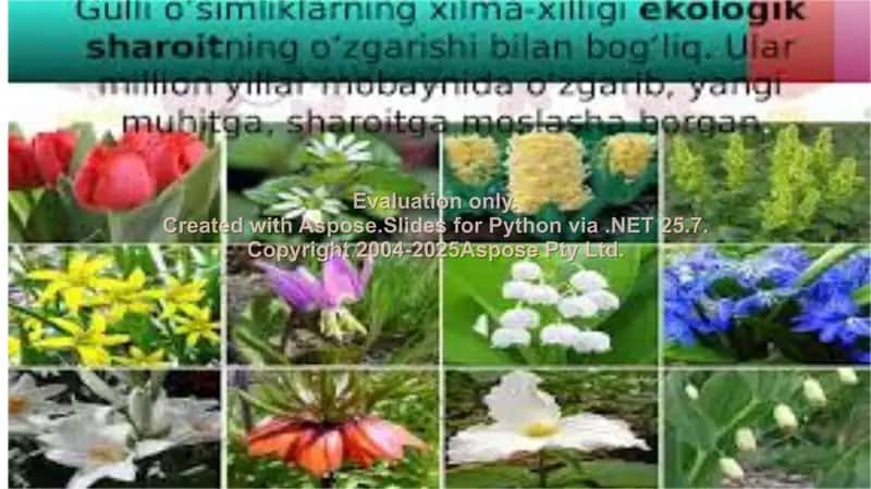Gulli o’simliklarning xilma-xilligi 2