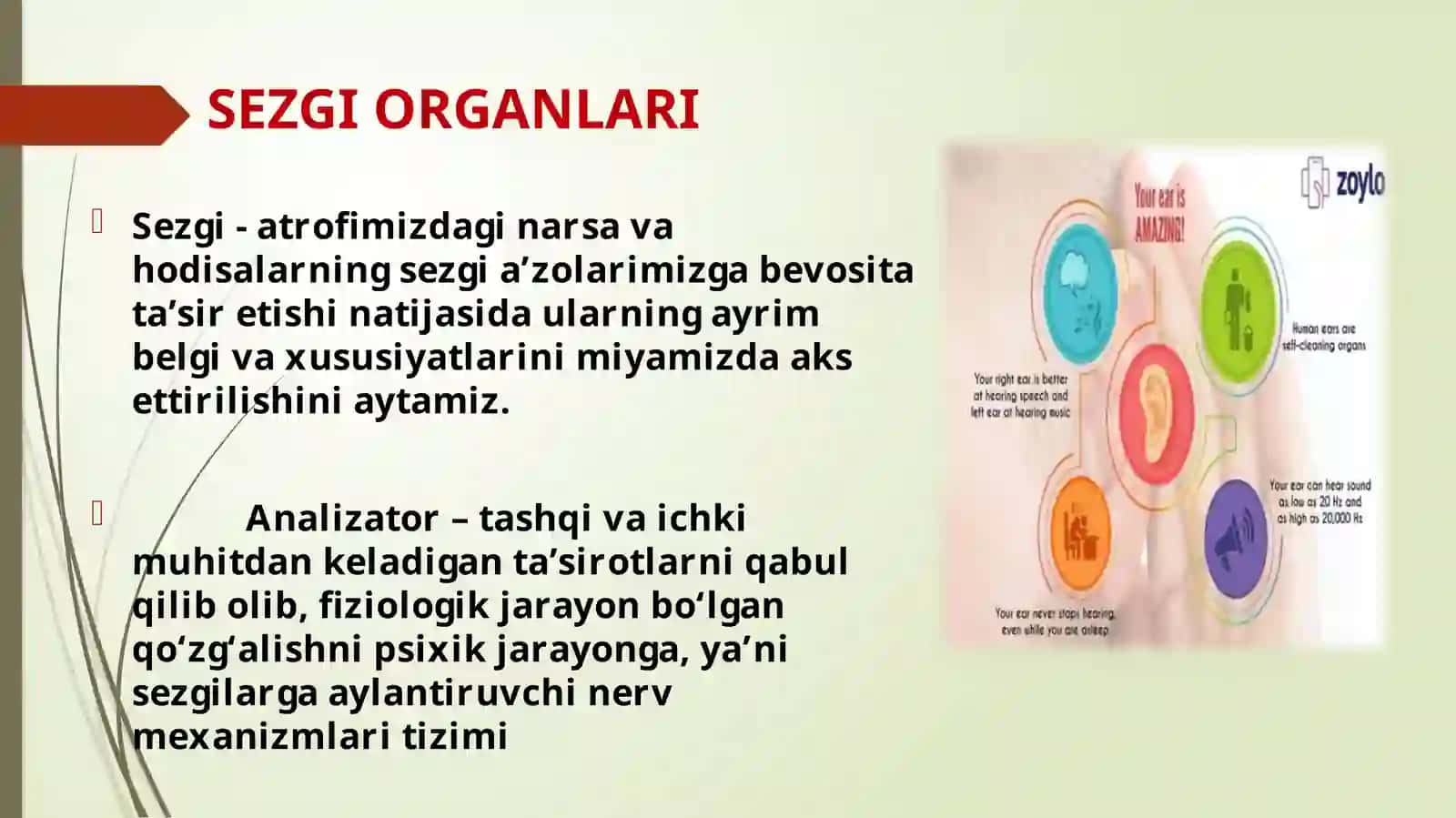 Sezgi organlari 2