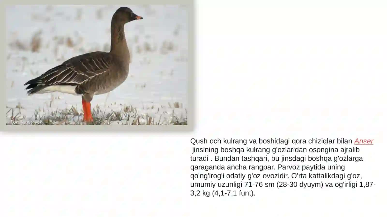 Kulrangg'oz jinsi 2
