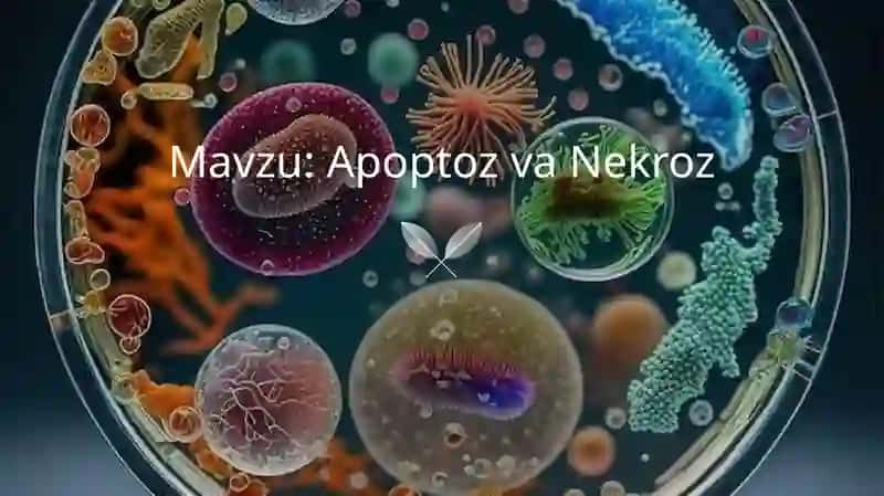 Apoptoz va Nekroz 2
