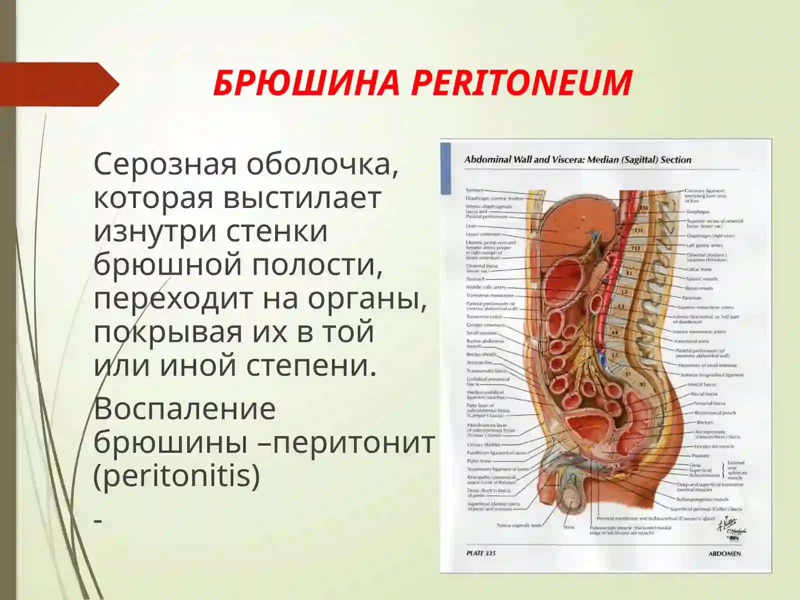 Анатомия брюшины 2