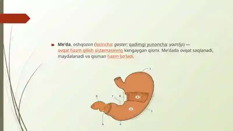 Me’da ichak nayining endokrin hujayralari 2