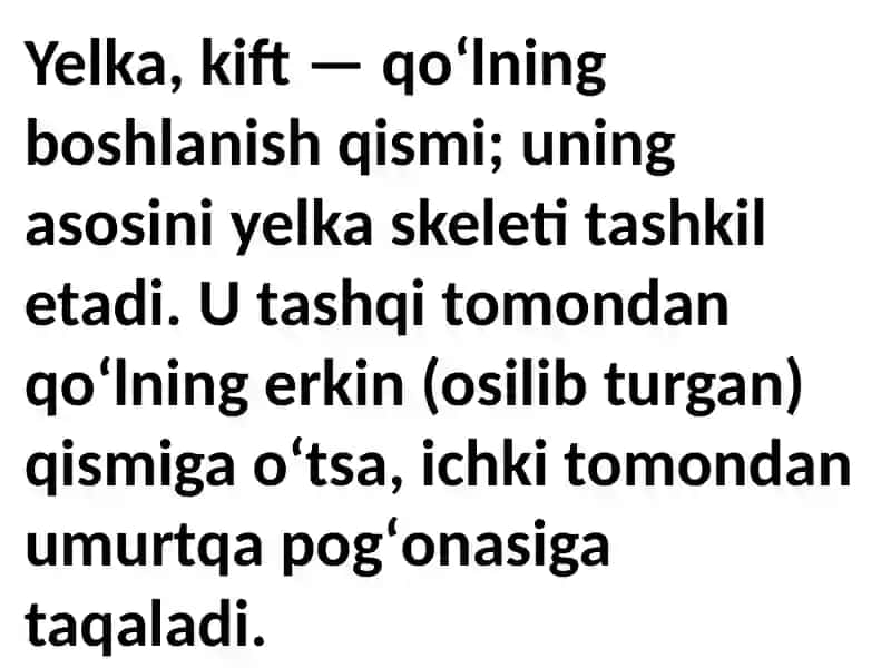 Yelka kamari 2