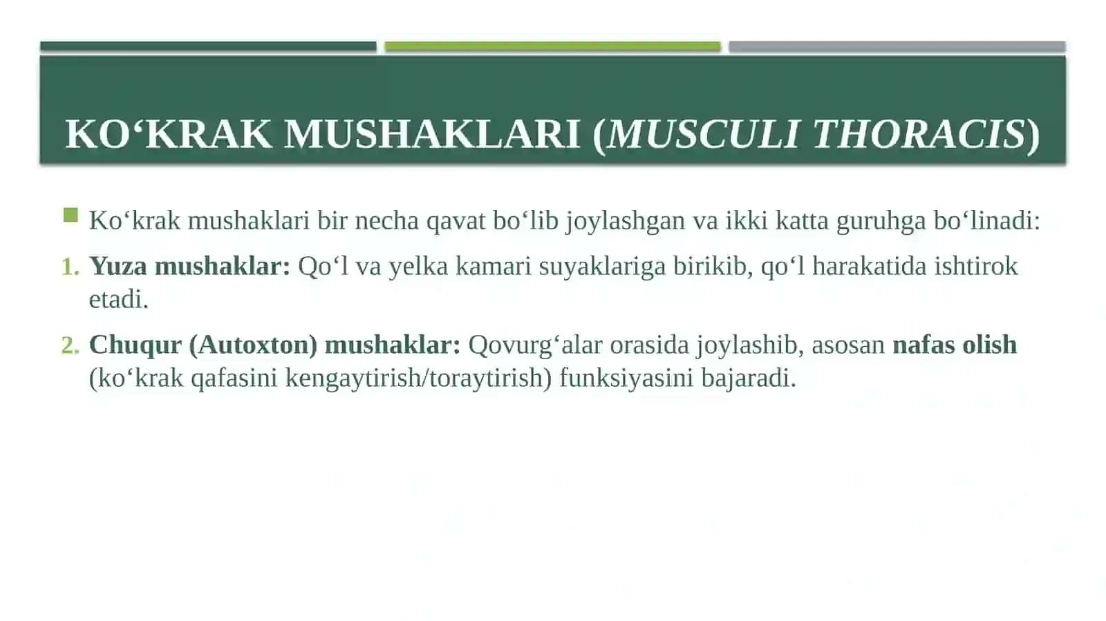 Ko’krak mushaklari 2