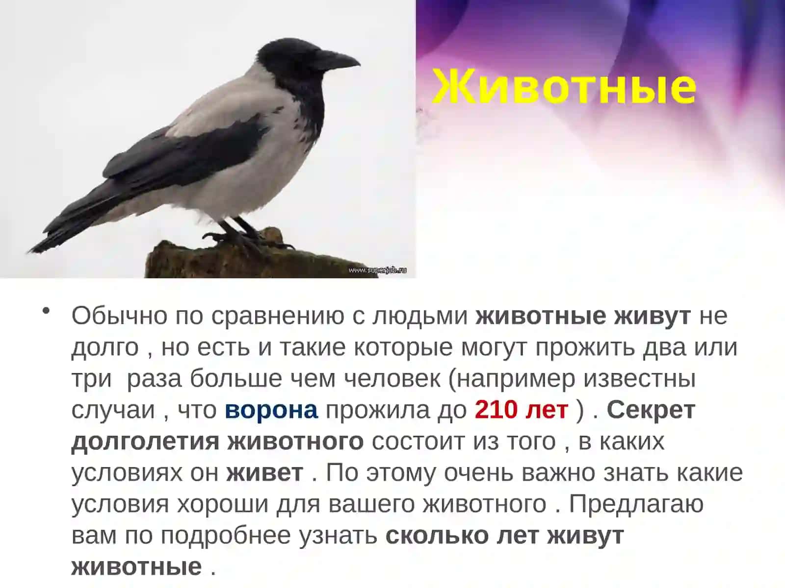Как долго живут животные? 2