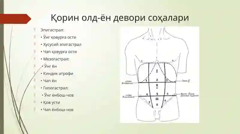 Қоринолд-ёндеворининг жарроҳлик анатомияси 2