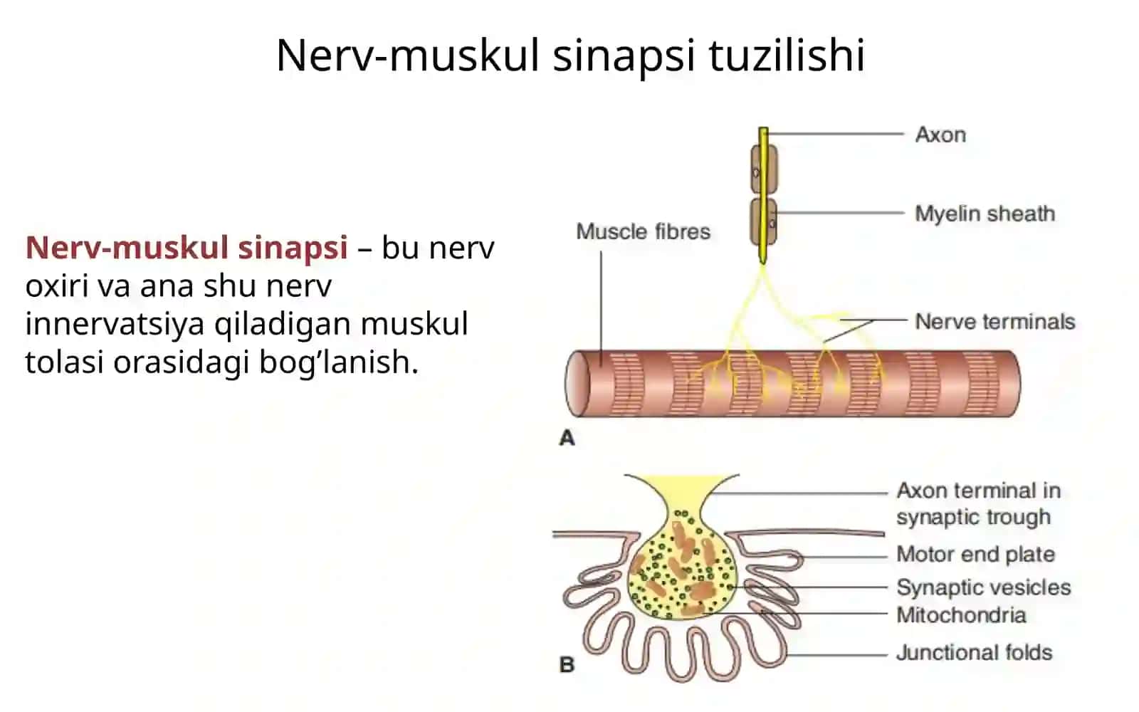 Fiziologiya 2