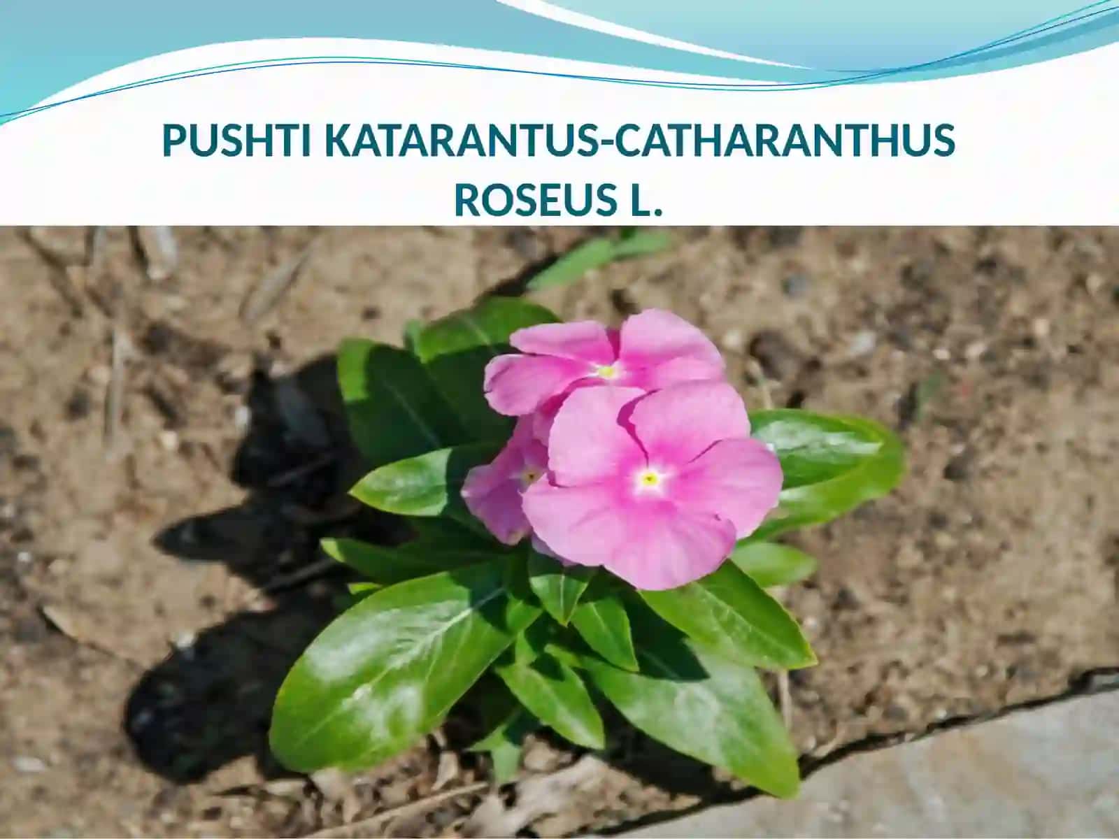 Pushti katarantus - Catharanthus roseus L 2