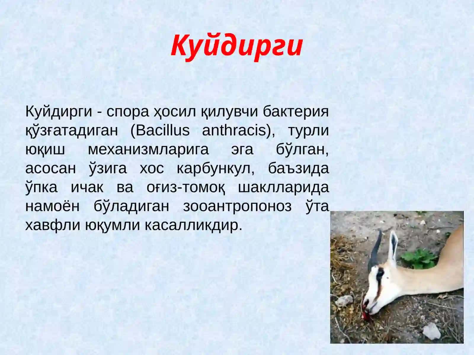 Куйдирги(Anthrax) 2