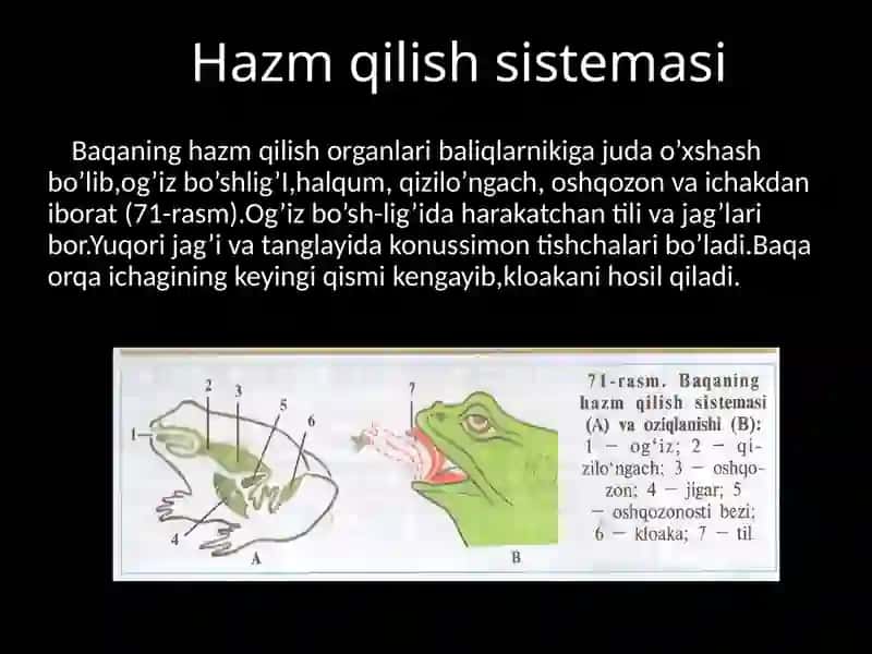 Baqaning ichki tuzilishi 2