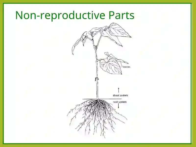 PLANTS AND PEOPLE 2