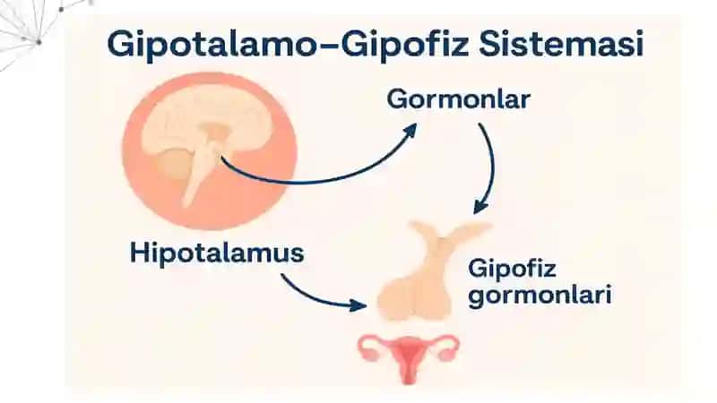 Ayollarning Jinsiy Gormonlari 2
