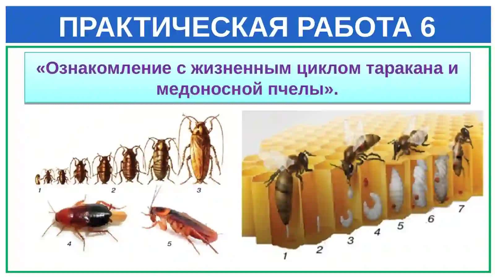 Жизненный цикл таракана 2