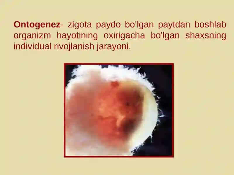 Ontogenez 2