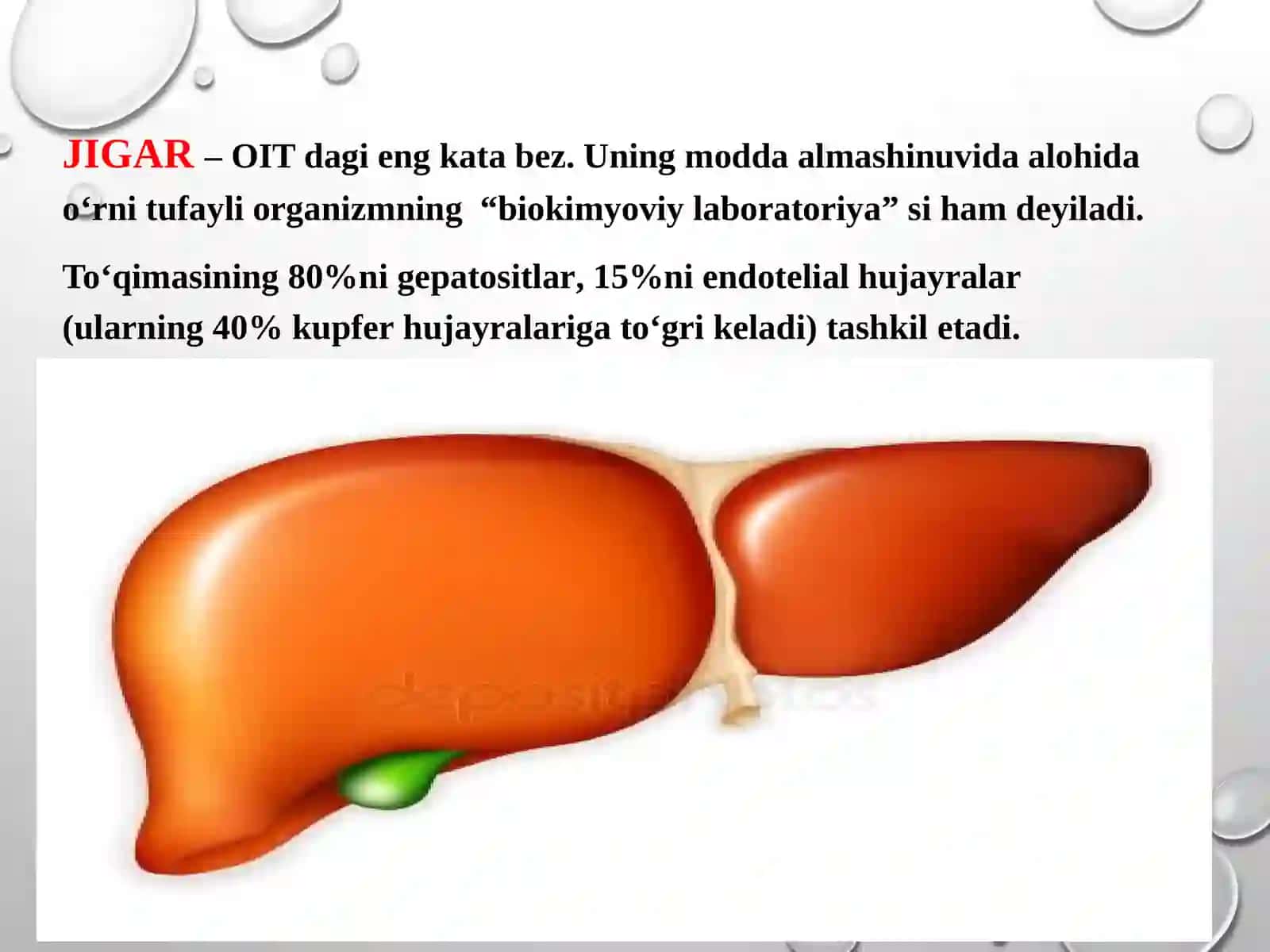Jigar biokimyosi 2