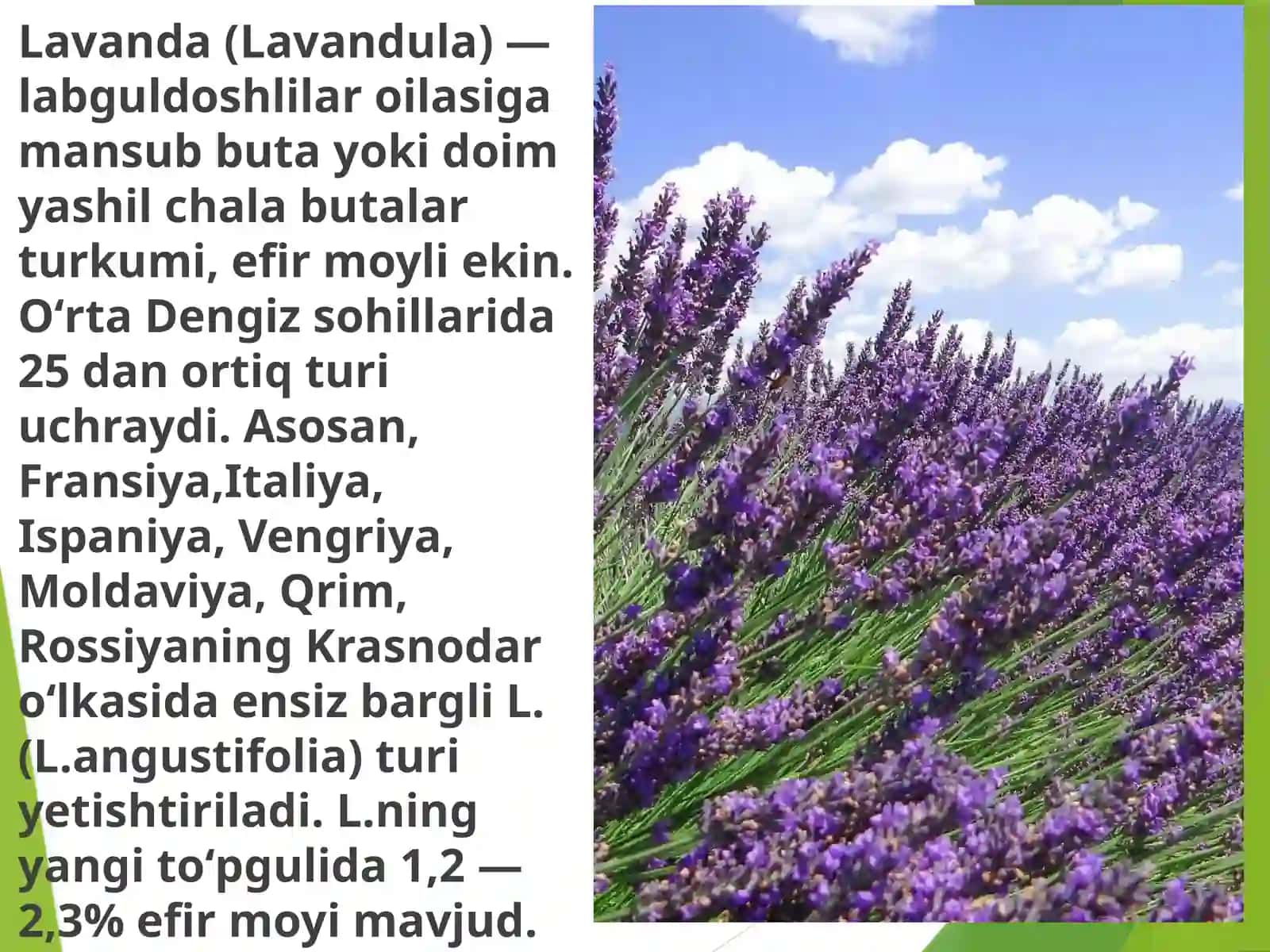 Lavanda oʻsimligi haqida maʼlumotlar 2
