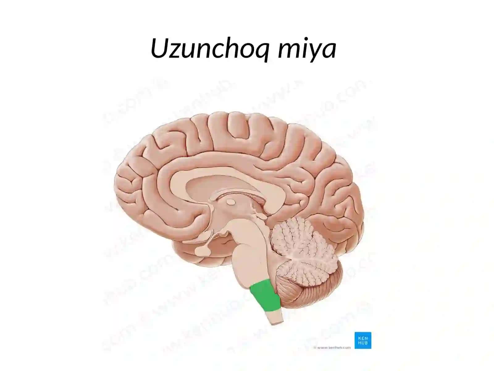 TRUNCUS CEREBRI(Miyastvoli)(anatomikjihatdan) 2