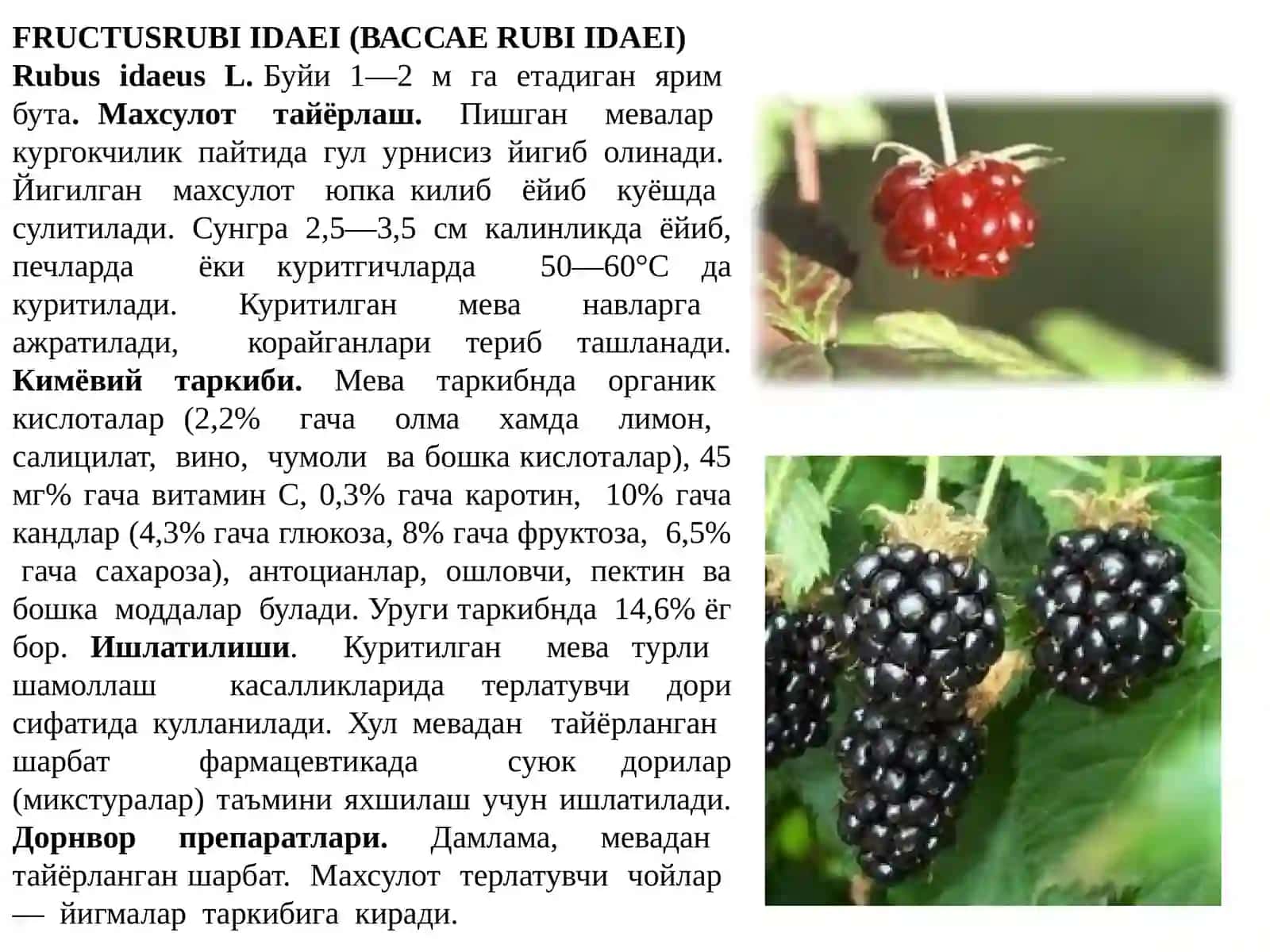 FRUCTUSRUBIIDAEI(ВАССАЕRUBI IDAEI) 2