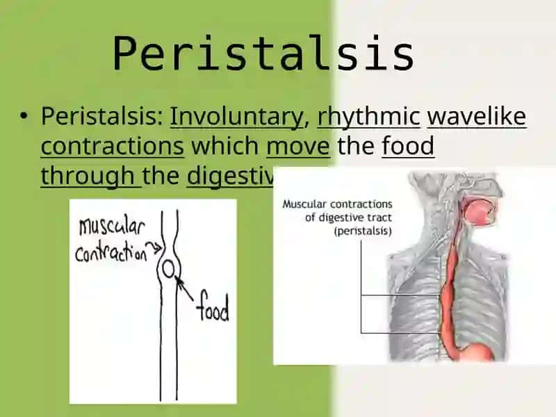 The movements of the stomach 2