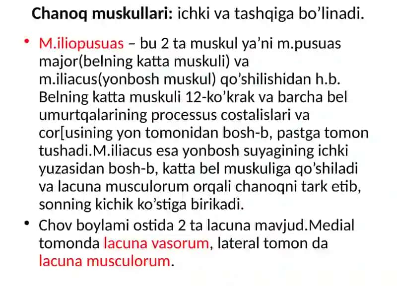 BOLDIR VA OYOQ MUSKULLARI 2