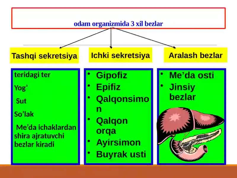 Sekretsiya bezlari, qalqonsimon bez 2