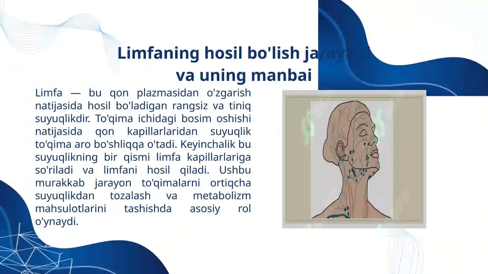 Limfa tizimi: Inson organizmidagi hayotiy muhim suyuqlik 2