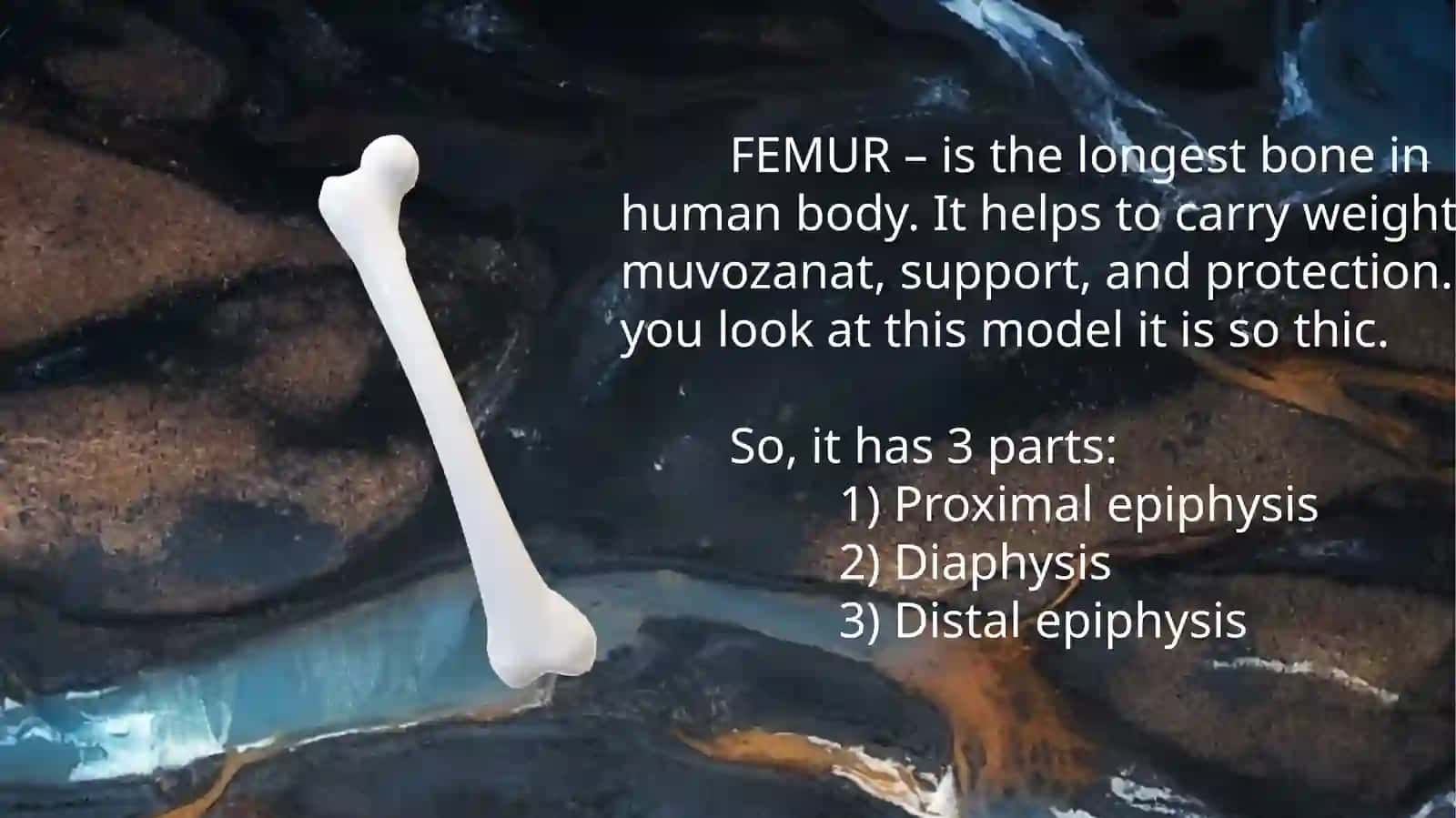 FEMUR 2