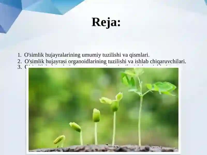 O`simlik hujayrasining tuzilishi va ontogenezi. 2