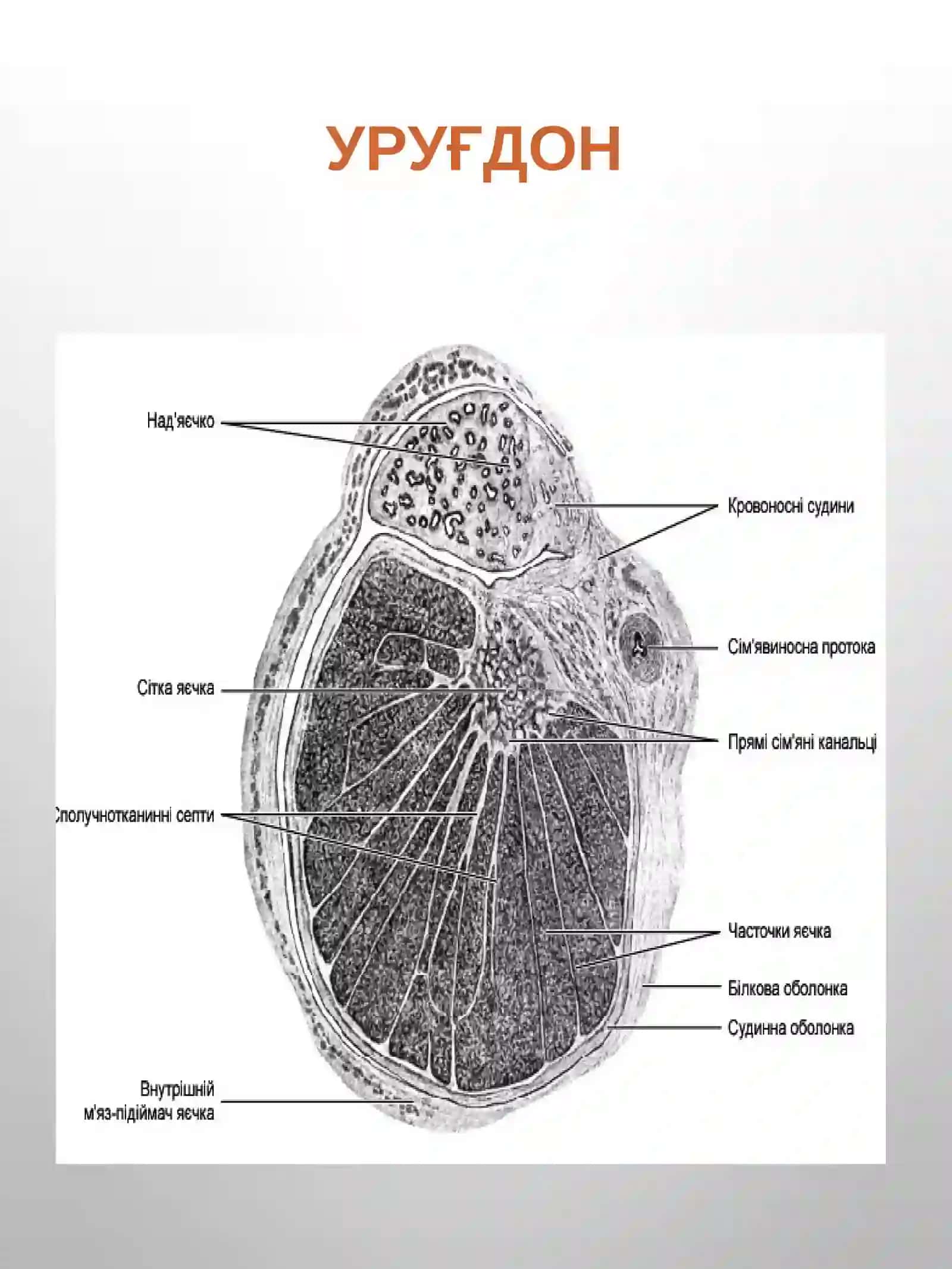 ERKAKLAR JINSIY SISTEMASI 2
