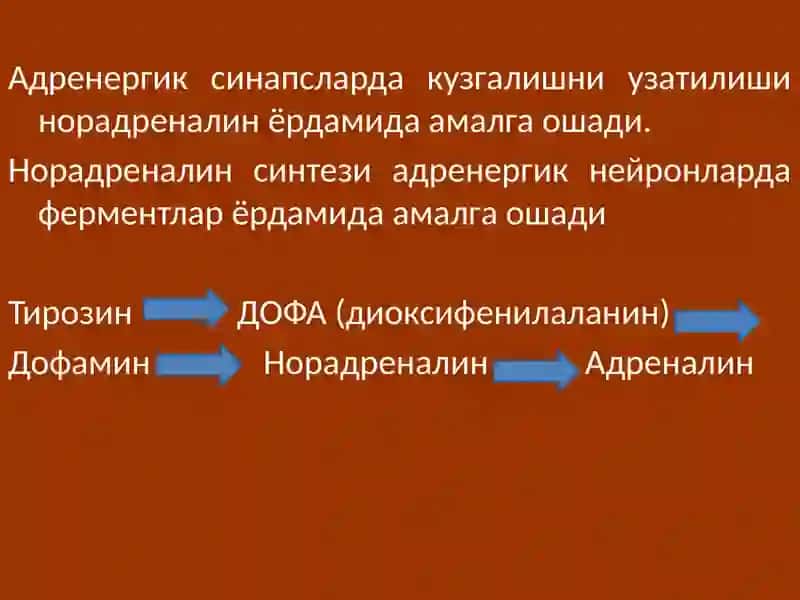 Адренергиктизимгатаъсирэтувчидоривоситалари 2