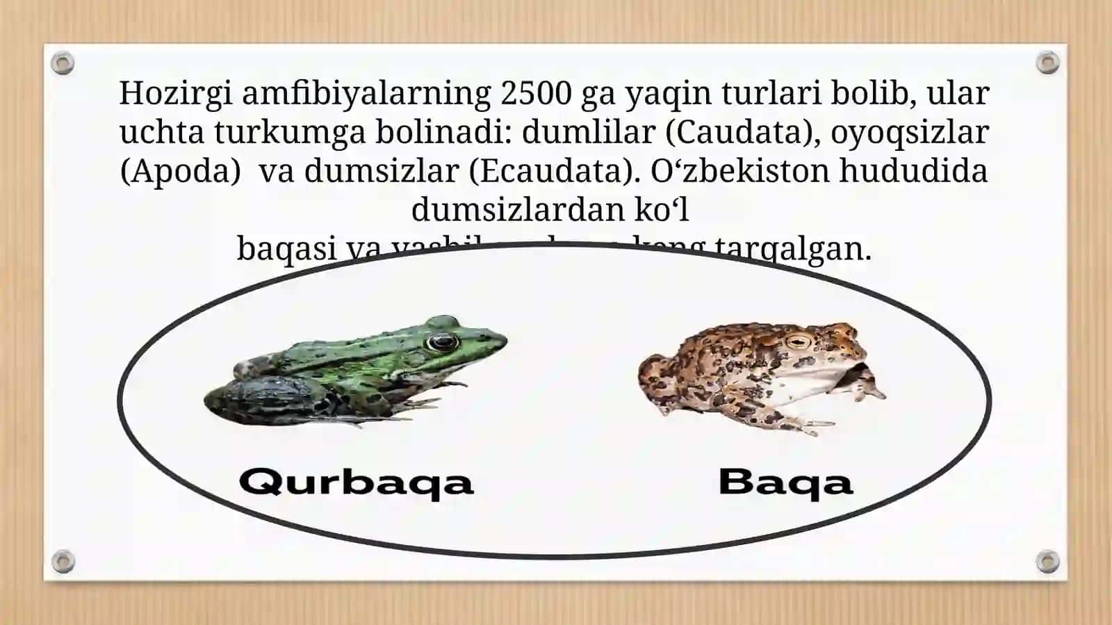 O’zbekiston faunasida uchraydigan amfibiyalar 2