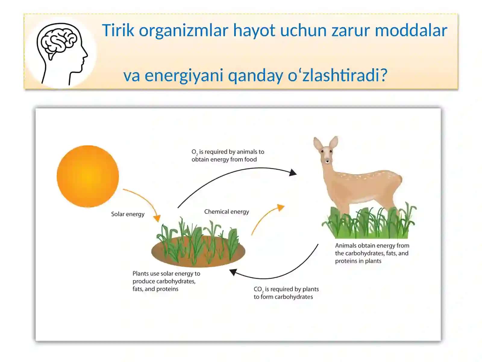 TIRIK ORGANIZM-LARNING OZIQLANISHI 2