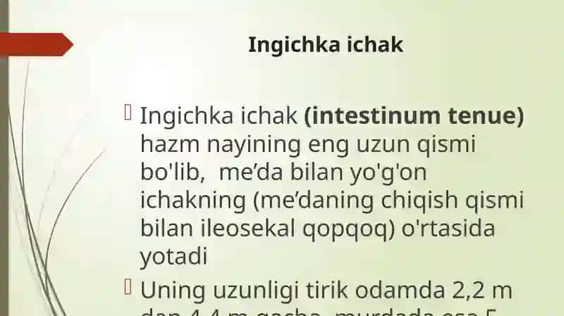 Ingichka ichak tuzulishi 2