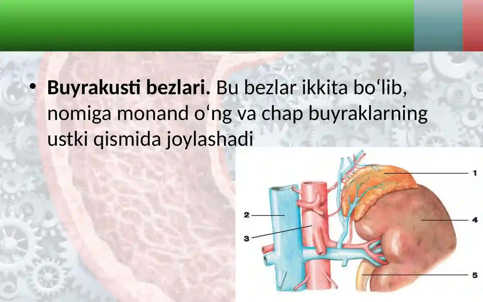 Buyrak usti, me’daosti va jinsiy bezlar 2