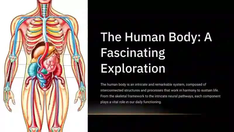 The Human Body: A Fascinating Exploration 2
